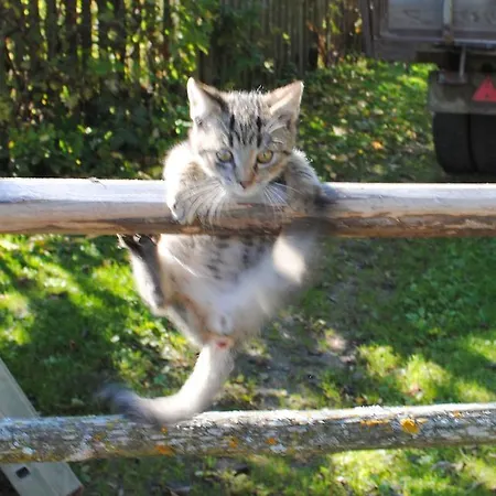 مزرعة للإقامة Schlintl-hof *