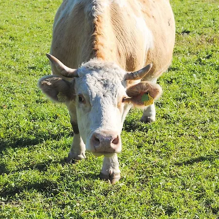 Farm stay Schlintl-hof Liebenfels