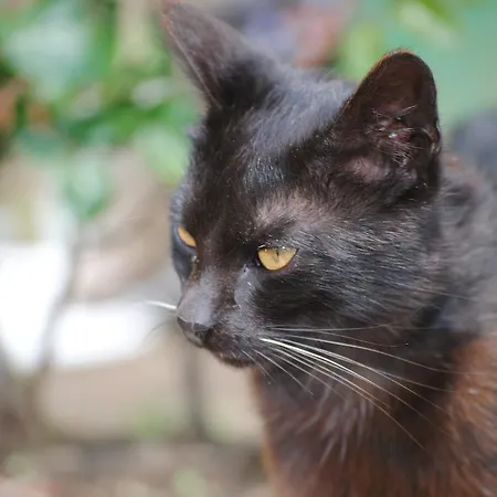 مزرعة للإقامة Schlintl-hof *