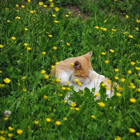 Schlintl-hof Liebenfels