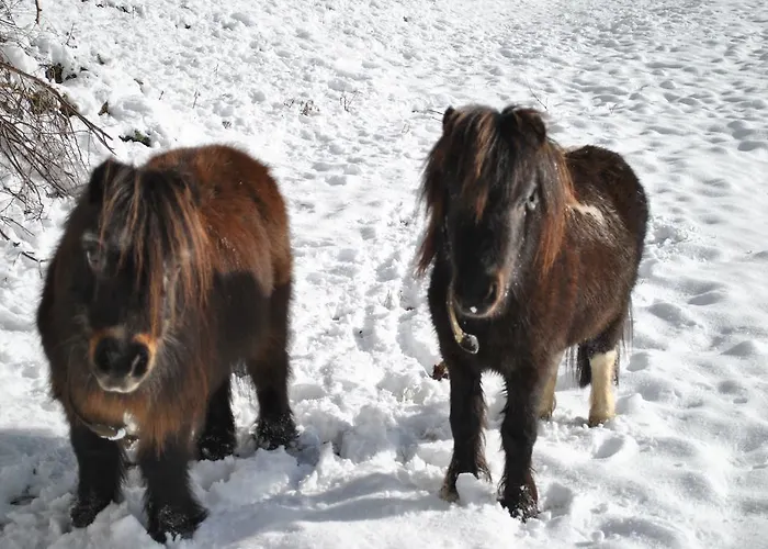 Farma Schlintl-hof *