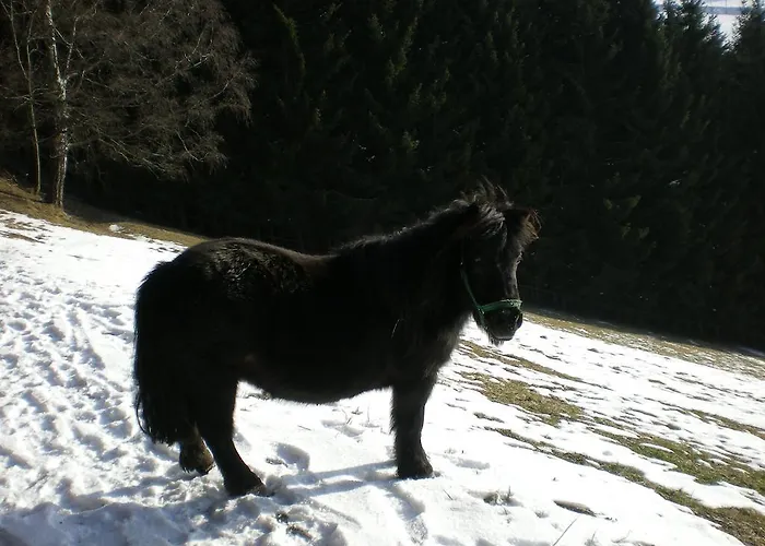 Farma Schlintl-hof *