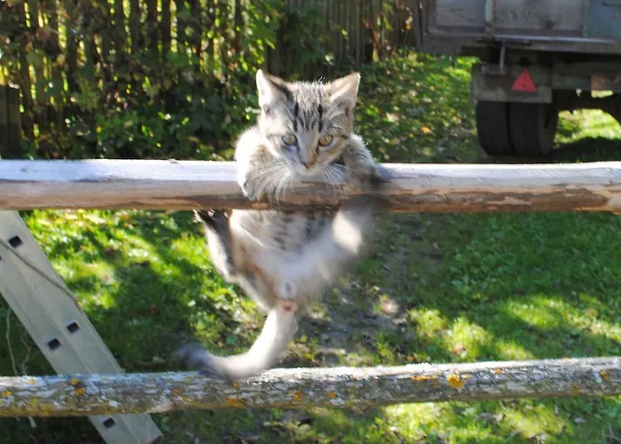 Farma Schlintl-hof *