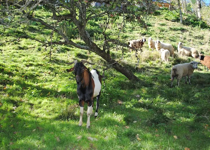 Farma Schlintl-hof Liebenfels