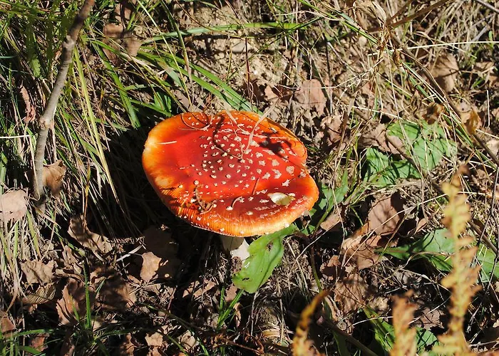 Farma Schlintl-hof Liebenfels