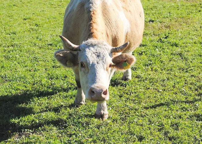 Farma Schlintl-hof Liebenfels