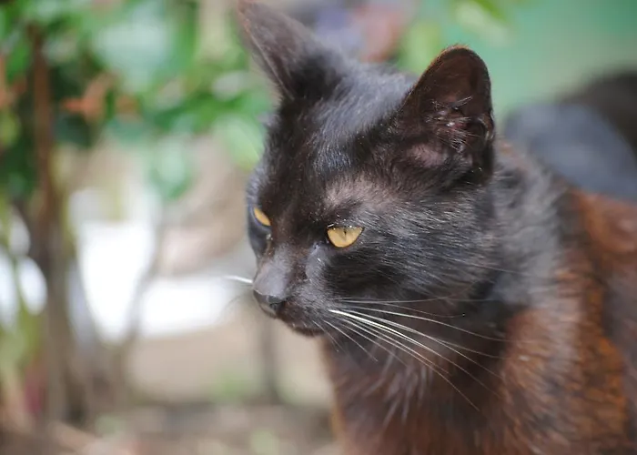 Gospodarstwo agroturystyczne Schlintl-hof *