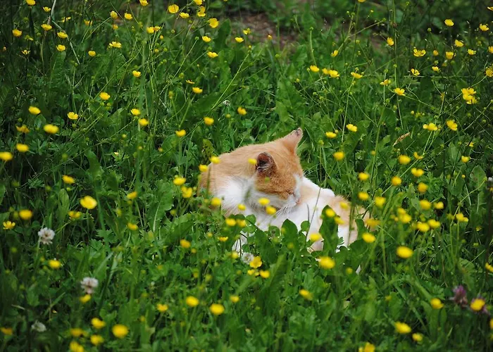 Schlintl-hof Liebenfels
